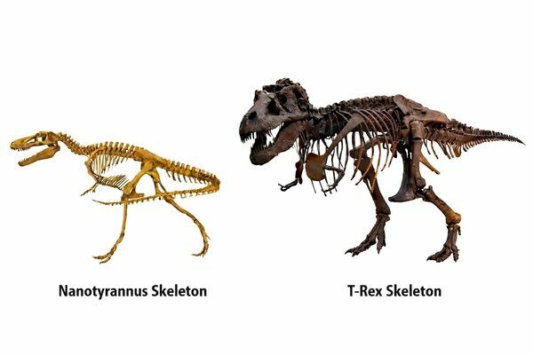A cast of a adult Nanotyrannus skeleton next to a T-Rex skeleton.  Notice how much more robust the bones of the T-Rex are.